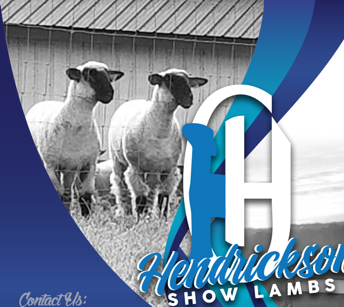 Hendrickson Show Lambs