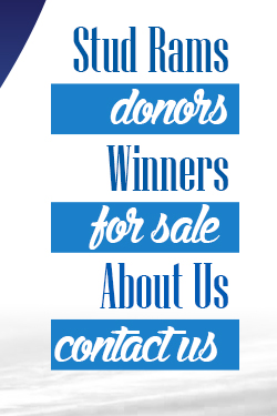 Hendrickson Show Lambs